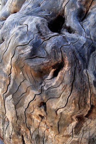 Cracked driftwood tree trunk details