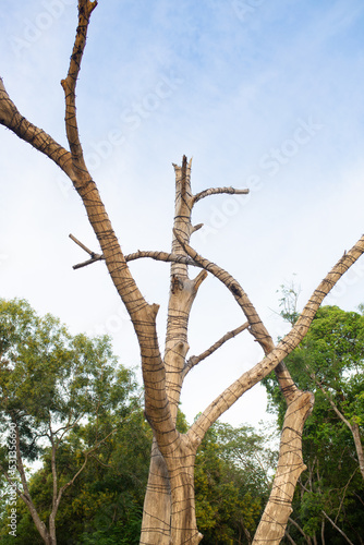 tree in the park