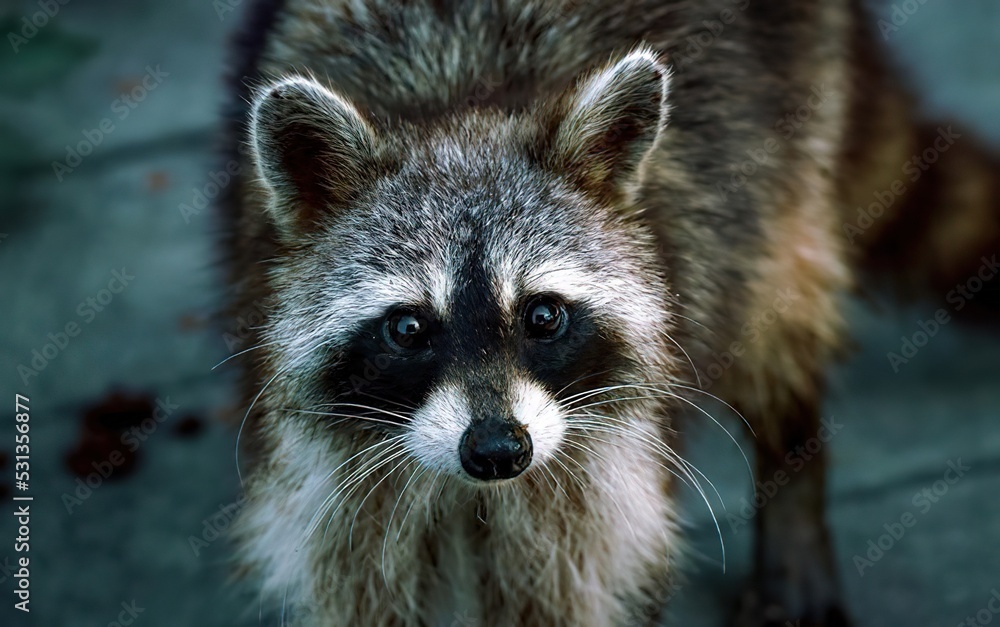 portrait of a raccoon