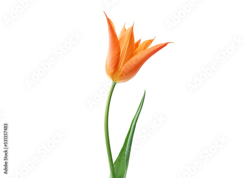 Isolated single orange flora and green leave on transparent