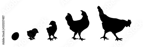 Fotografiet Hen or chicken silhouette isolated in white background