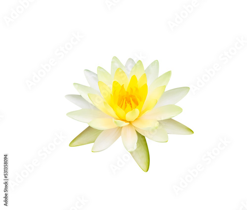 Yellow lotus water lily flowers ( Nymphaea lotus Linn )isolated on white background , clipping path