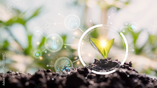 Growing young maize seedling in cultivated agricultural farm field with modern technology concepts