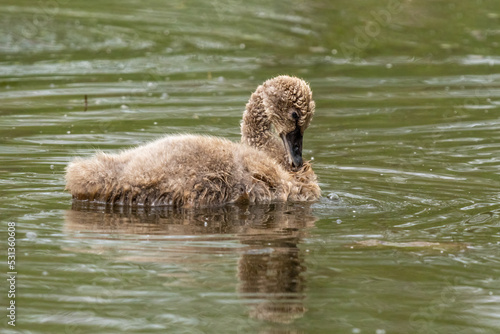Close-up of a baby black swan swimming in a beautiful pond