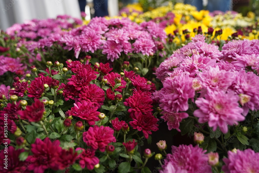 Bright garden plants of different varieties at the exhibition-sale. Bright garden plants of different varieties at the exhibition-sale.