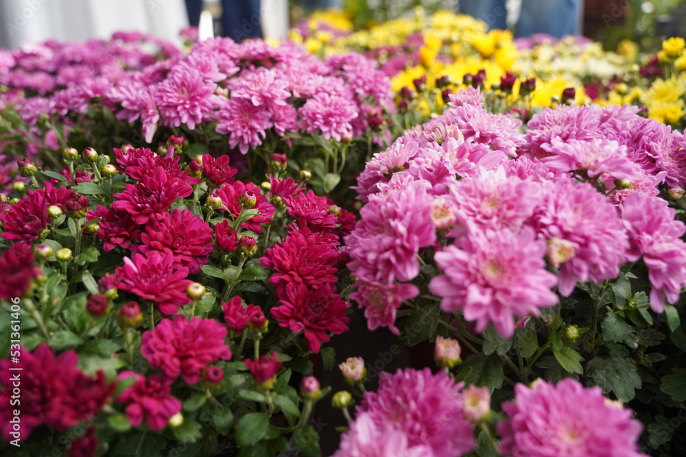 Bright garden plants of different varieties at the exhibition-sale. Bright garden plants of different varieties at the exhibition-sale.