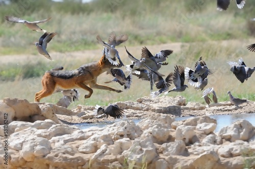 BLACKBACKED JACKAL (Canis mesomelas) hunting doves at a desert waterhole. Kgalagadi, South Africa