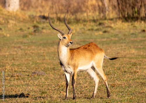 Red lechwe antelope grazing on a grassy field in the Botswana wetland