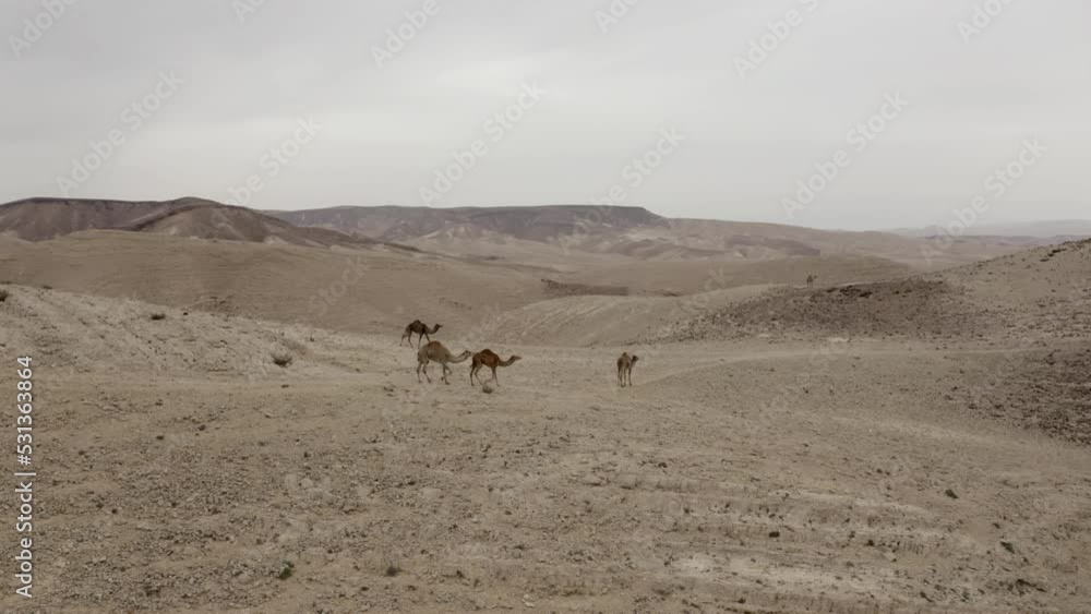 Camels walking in the desert, Aerial
Camel convoy, Nahal Kanfan, Drone shot, arid landscape. Negev Desert, Israel
Camels walking in the desert, Aerial
Camel convoy, Nahal Kanfan, Drone shot, arid landscape. Negev Desert, Israel
