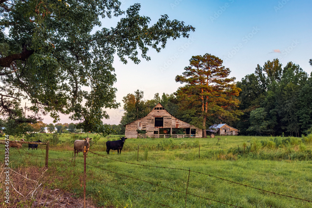 Obraz premium Beef cows and barn at twilight