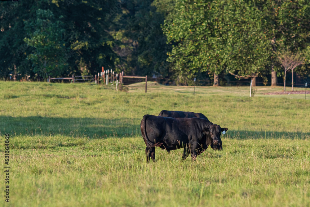 Two young Angus bulls in green field Two young Angus bulls in green field