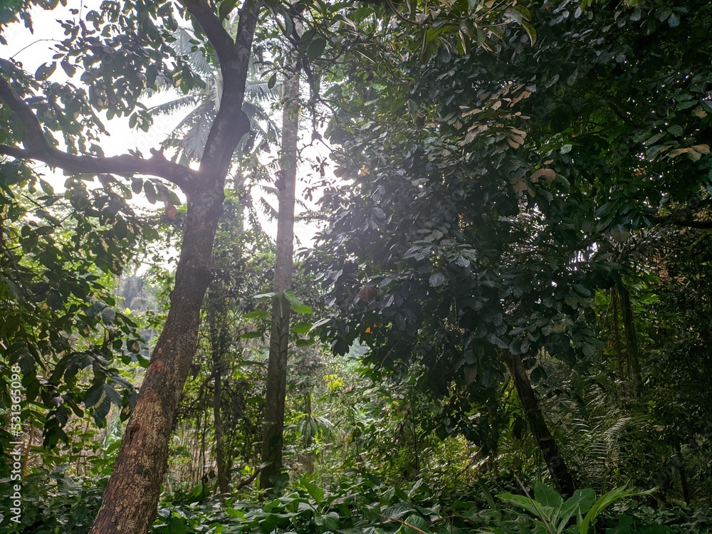 Fototapeta premium sun rays in the forest
