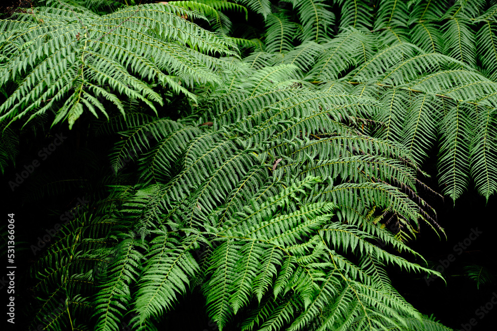 The tree ferns are arborescent (treelike) ferns that grow with a trunk