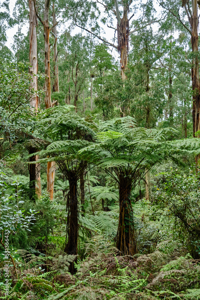 The tree ferns are arborescent (treelike) ferns that grow with a trunk