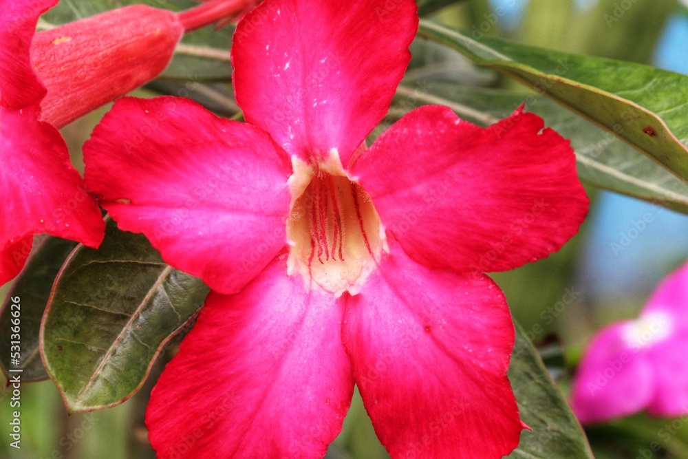 red hibiscus flower red hibiscus flower