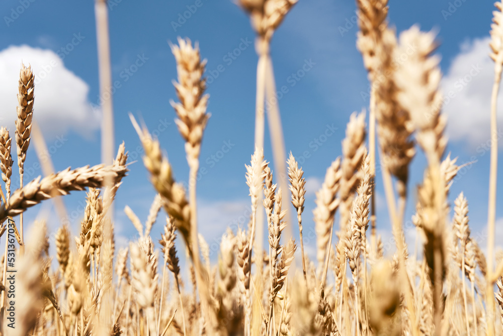 Fototapeta premium Golden ripe ears of wheat close-up. Endless wheat field. Harvesting, agricultural farm and healthy food production