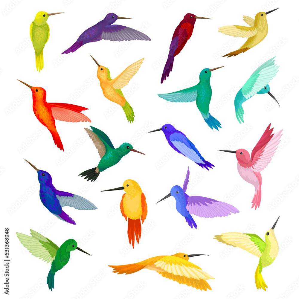 Obraz premium Colorful Hummingbird Species with Long Beak Fluttering with Bright Wings Vector Set