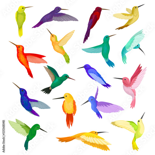 Colorful Hummingbird Species with Long Beak Fluttering with Bright Wings Vector Set