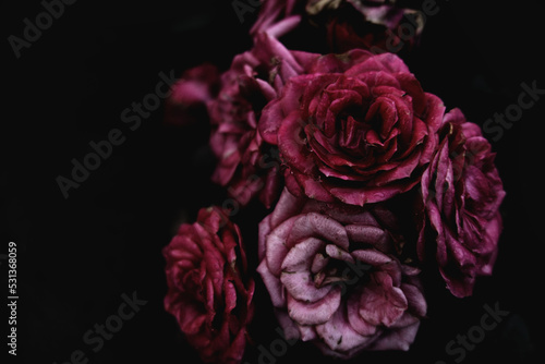 Pink blooming roses close up, bush flowers bouget as dark elegant floral botanical mysterious fantasy dream like dreamy vintage background backdrop wallpaper