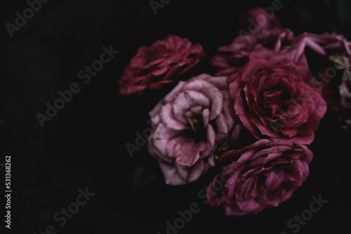 Pink blooming roses close up, bush flowers bouget as dark elegant floral botanical mysterious fantasy dream like dreamy vintage background backdrop wallpaper