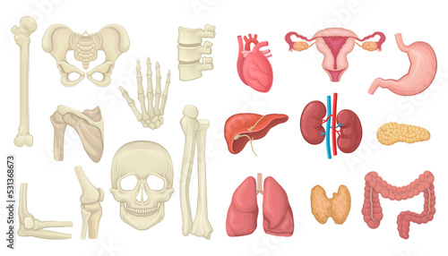Human Internal Organs with Heart, Liver and Kidney and Bones with Skull Vector Set © Happypictures