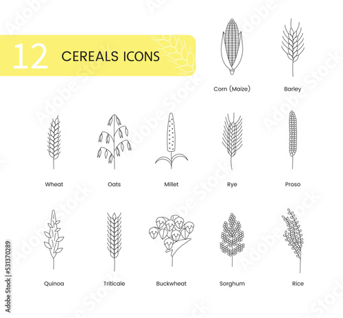 The set of icons of grain plants includes wheat, oats and barley, rye and corn, triticale and sorghum, buckwheat and quinoa, prosho or millet, rice. Vector line illustration cereal plants.