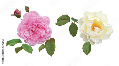Pink Roses and Yellow Rose vector illustration