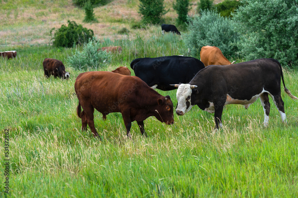 Cows on the meadow near hill. Two young bulls, brown and grey with white head on the foreground. Horns of brown bull are cut down. Domestic cows and cattle breeding Cows on the meadow near hill. Two young bulls, brown and grey with white head on the foreground. Horns of brown bull are cut down. Domestic cows and cattle breeding