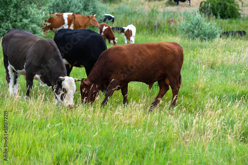 Cows on the meadow near hill. Two young bulls, brown and grey with white spots butt heads playfully. Horns of brown bull are cut down. Domestic cows and cattle breeding