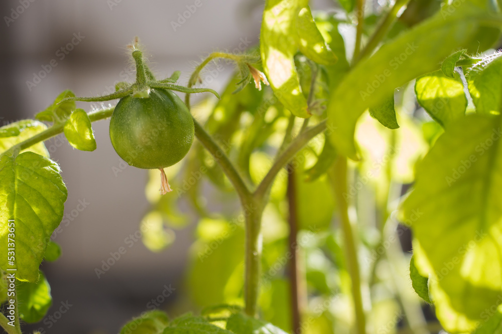 Green tomatoes growing in the garden. Raw unripe tomato in sunlight. Unripe vegetables on branch. Organic farming concept. Tomato greenhouse. Cultivated vegetables. Green tomatoes close up.