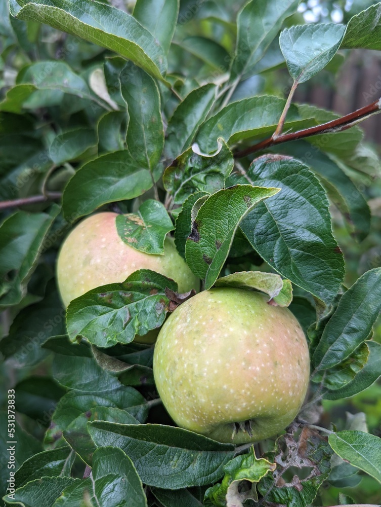 Ukrainian organic apple on tree, close-up Ukrainian organic apple on tree, close-up