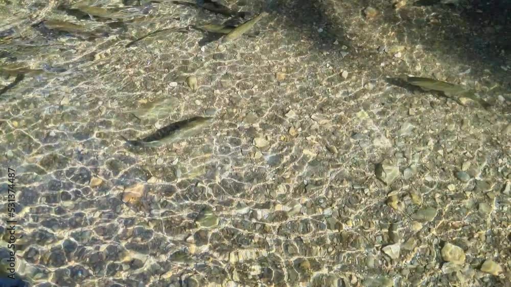 Swimming fish. Clear fresh water background. Swimming fish. Clear fresh water background.