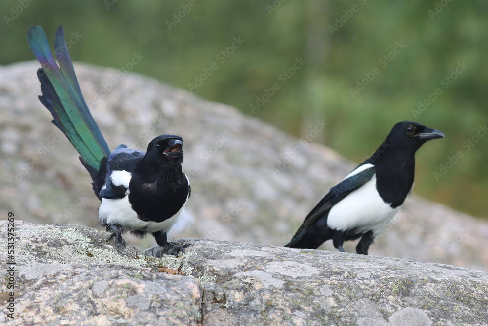 Fototapeta premium magpie