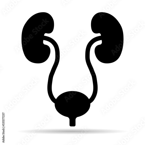 Urology health human icon shadow, anatomy medical body bladder sign, biology vector illustration