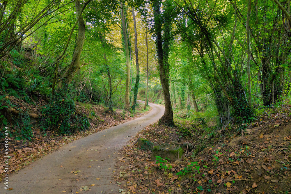 Naklejka premium A path runs through the dense gum forest of La Garrotxa, Catalonia, Spain