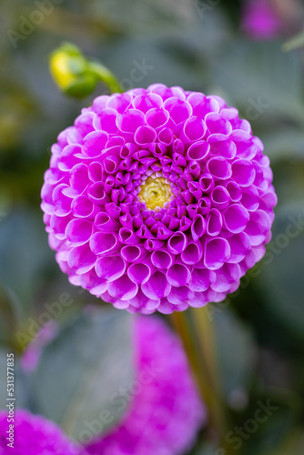 Dahlia of multiple colors grown in a garden