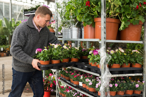 Positive male worker of gardening and flowers shop arranging potted flowers on racks
