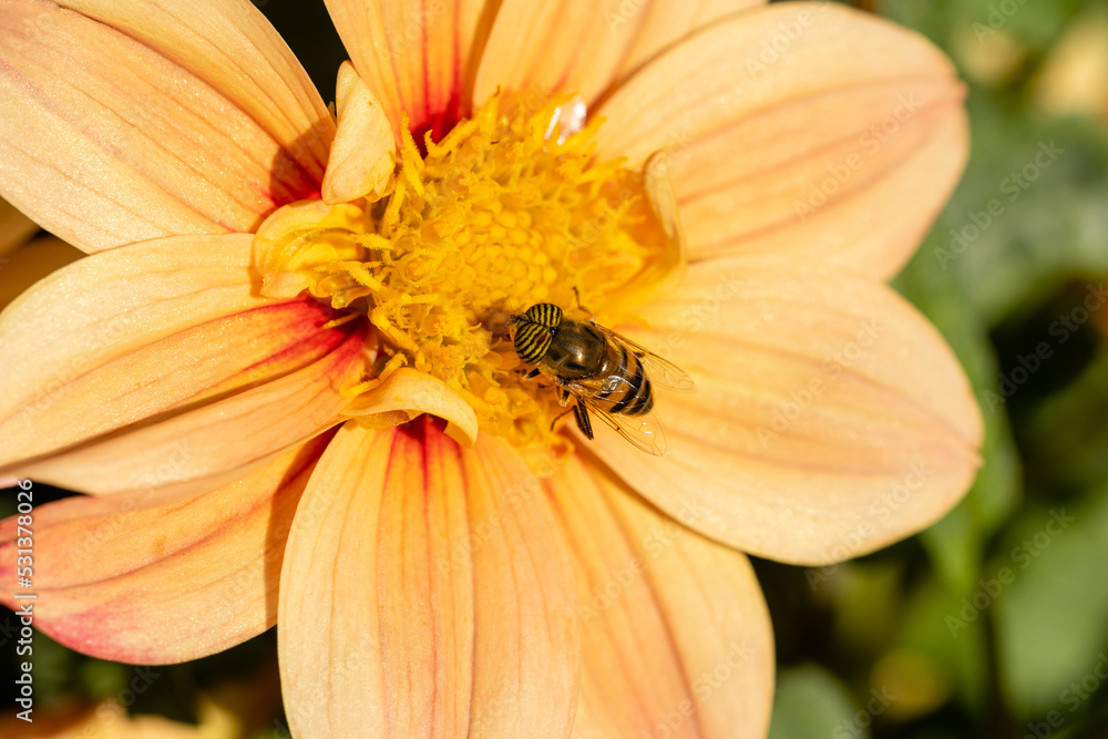 an insect perched on a dahlia pollinating the flower an insect perched on a dahlia pollinating the flower