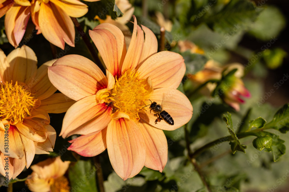 an insect perched on a dahlia pollinating the flower an insect perched on a dahlia pollinating the flower