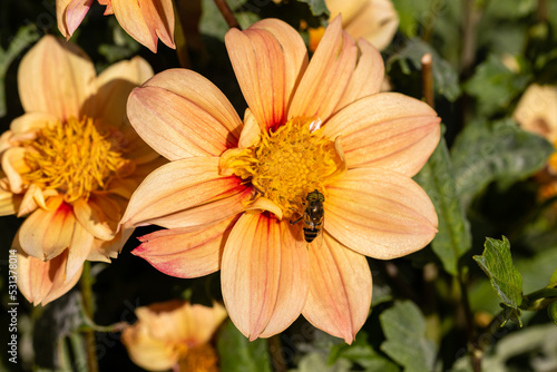 an insect perched on a dahlia pollinating the flower