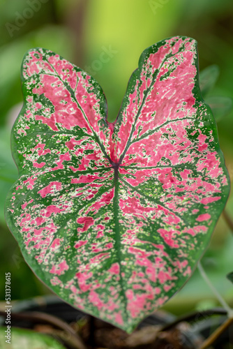 Caladium bicolor or Queen of the leafy plants