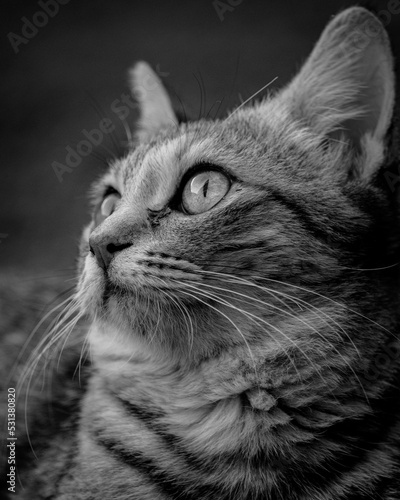 portrait of a cat © ahmed
