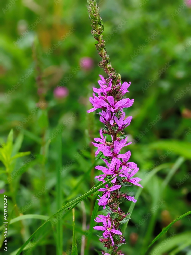 Lythrum salicaria Robin grows in the garden in summer Lythrum salicaria Robin grows in the garden in summer