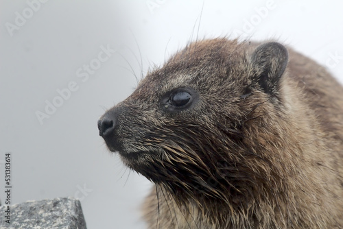 South African Dassie