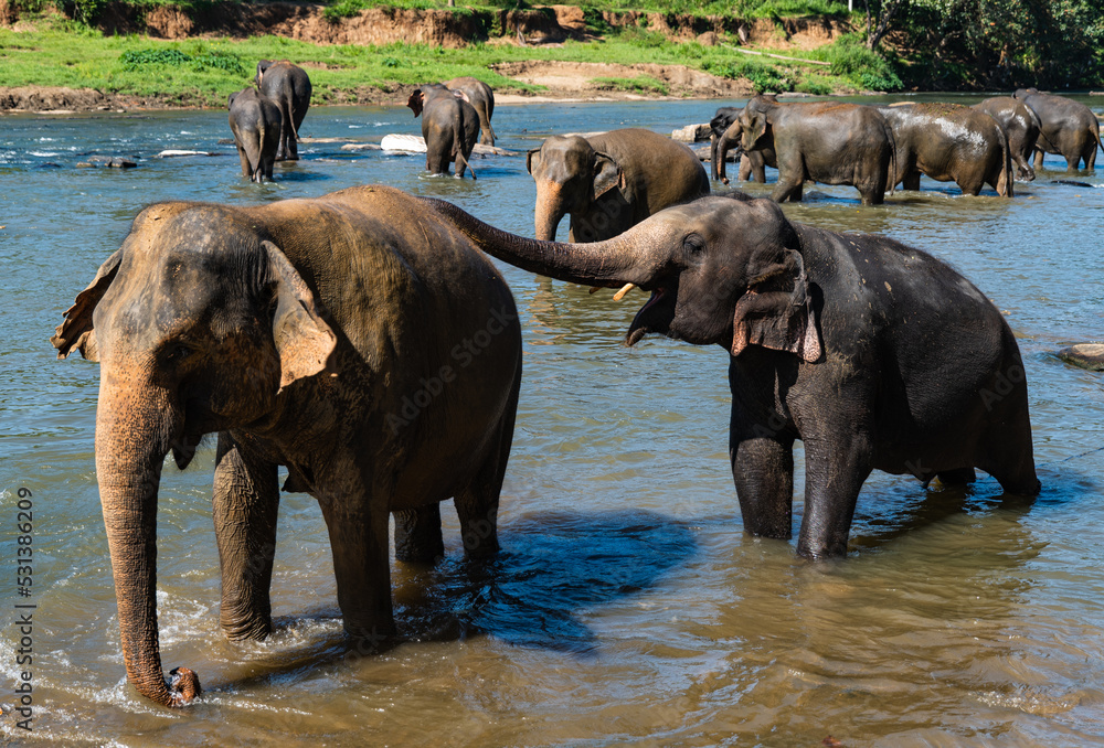 Elephant bath at the elephant orphanage in Pinnawala, Sri Lanka