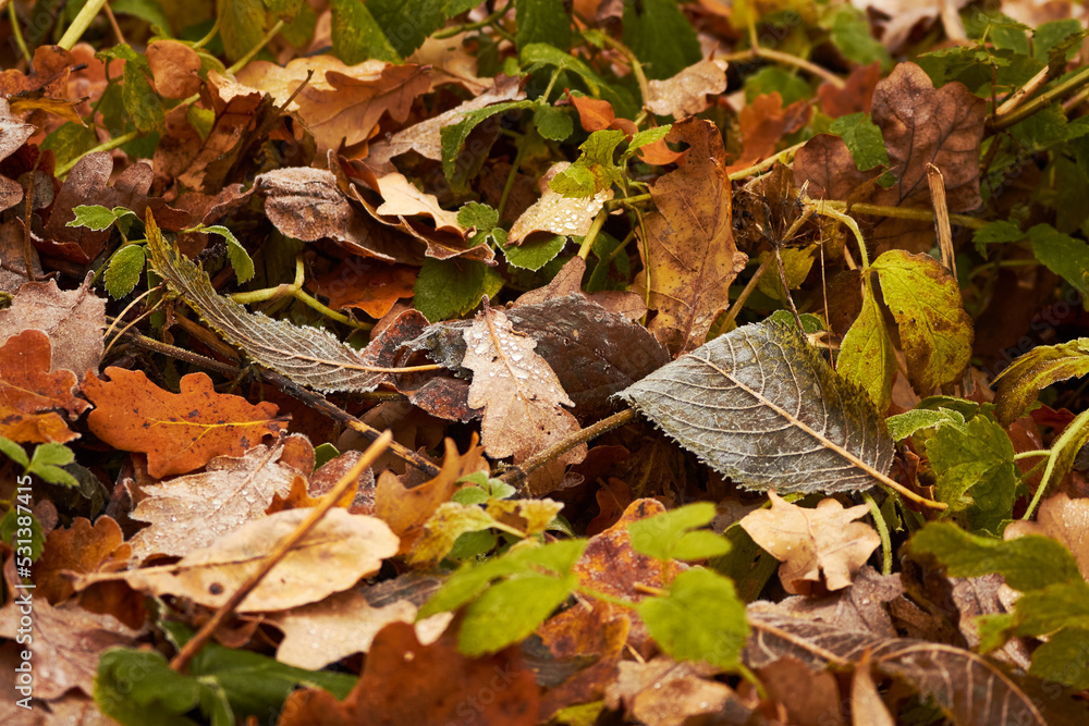 Brown and orange fallen leaves on the ground. Autumn foliage. Brown and orange fallen leaves on the ground. Autumn foliage.