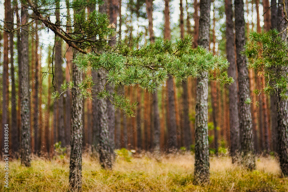 Fototapeta premium a pine forest
