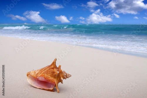 Seashell on the white sandy beach in Dominican Republic.
