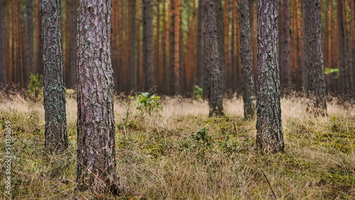 Fototapeta Naklejka Na Ścianę i Meble -  a pine forest