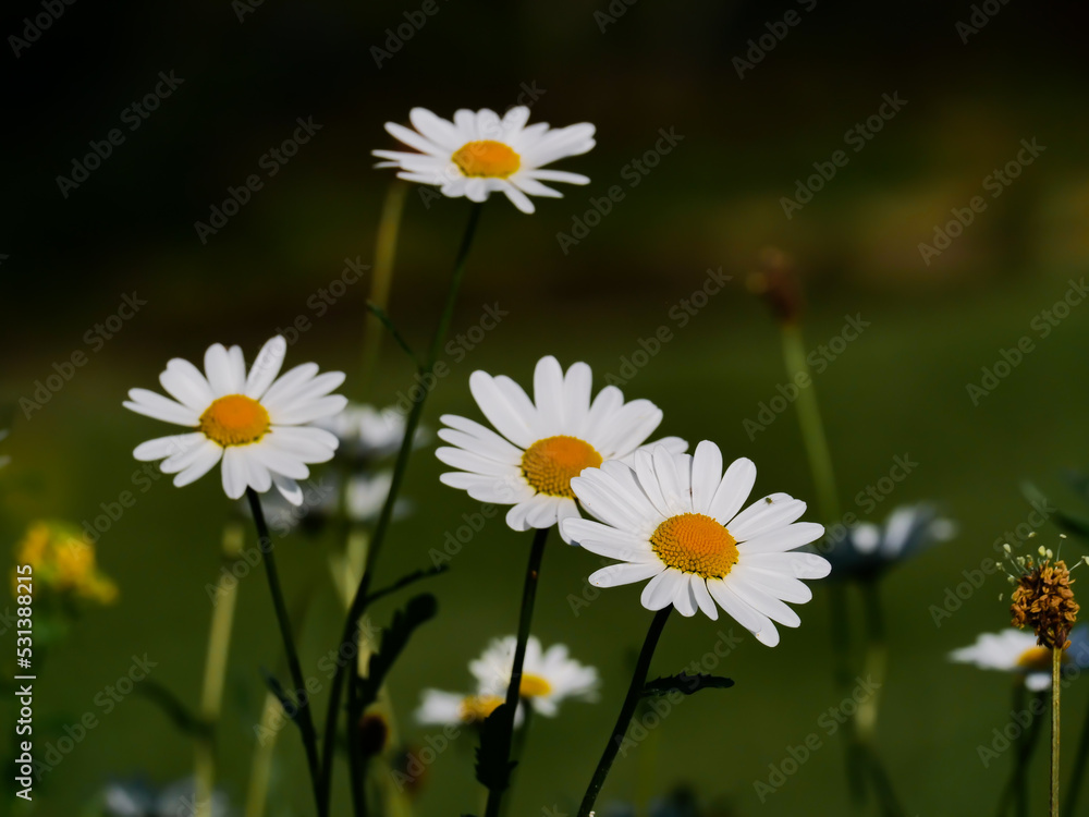 Good feeling to see daisy on summer time